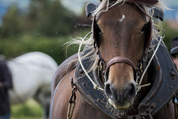Obraz premium Portrait de cheval de trait