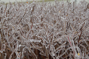 Bush branches in ice