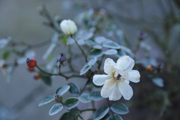 Hagebutten und weisse Rose im Winter / briar and a white rose in winter