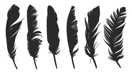 Feathers of birds.  - obrazy, fototapety, plakaty