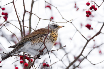 thrush on a tree