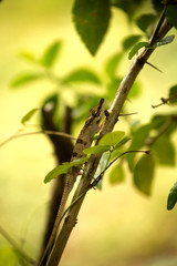 Big-nosed chameleon, Calumma nasutum is a bizarre chameleon, Amber mountain, Madagascar