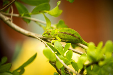 Amber Mountain chameleon, Calumma ambrensis is endemic chameleon, Amber mountain, Madagascar