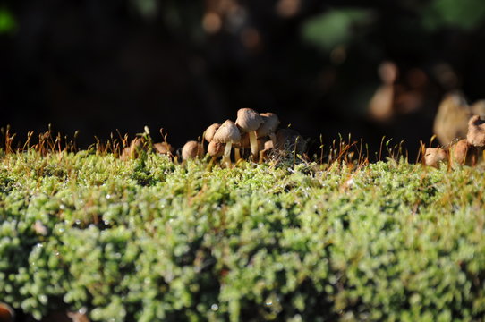 Kleine Pilzgruppe in Winter / little mushrooms group in winter