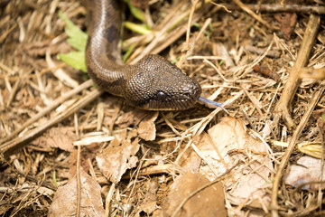 portrait Madagascar tree boa, Sanzinia madagascariensis is larger snake Amber Mountain, Madagascar