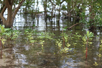 Water plant trees, Guam,US