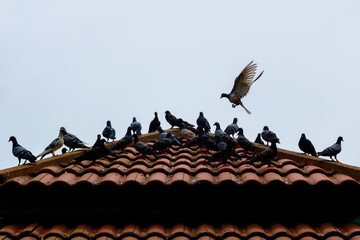 Grey pigeons stay on tile roof and some pigeon are flying