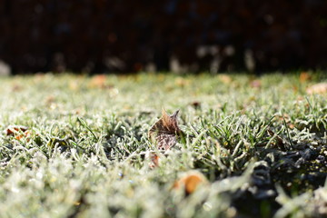 Frozen grass in winter