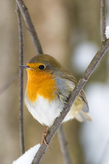 robin on a branch