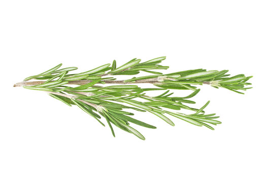Fresh green sprig of rosemary isolated on a white background
