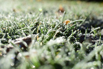 Frozen grass in winter