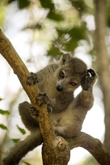 Young male Crowned lemur, Eulemur coronatus, sitting on a branch and licking his paws, Ankarana Reserve, Madagascar