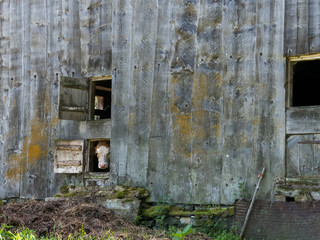Curious Cow Peeking from an Old Wooden Barn