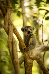 Young male Crowned lemur, Eulemur coronatus, sitting on a branch and licking his paws, Ankarana Reserve, Madagascar