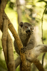 Young male Crowned lemur, Eulemur coronatus, sitting on a branch and licking his paws, Ankarana Reserve, Madagascar