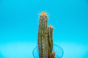 Green cactus with yellow spikes agains a blue background