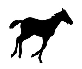 Running Foal Silhouette on White Background