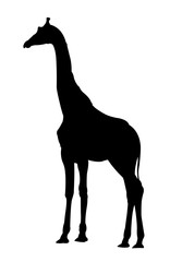 Side View of Giraffe Standing Silhouette on White Background