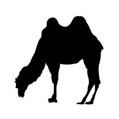 Grazing Camel Silhouette on White Background