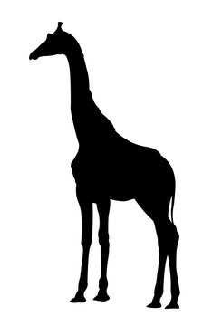 Side View of Giraffe Standing Silhouette on White Background