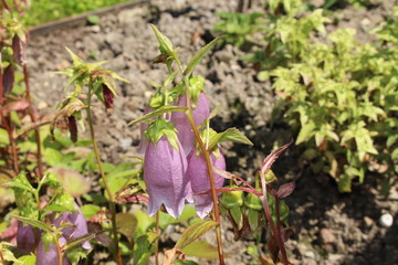 Light pink "Korean Bellflower" in St. Gallen, Switzerland. Its Latin name is Campanula Takesimana, native to Korea.