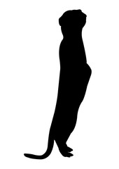 Meerkat Silhouette on White Background