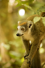 Male Crowned lemur, Eulemur coronatus, sitting on a branch, Ankarana Reserve, Madagascar