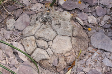 Rock-like 
