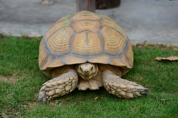 Turtle on grass