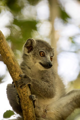 Young male Crowned lemur, Eulemur coronatus, sitting on a branch, Ankarana Reserve, Madagascar