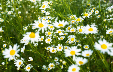 Blooming chamomiles