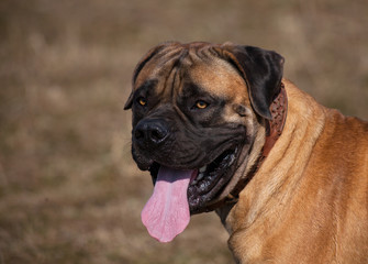 Obraz premium Eyes amber-colored… Closeup portrait of a beautiful dog breed South African Boerboel