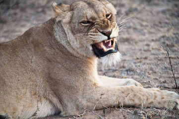 South Africa lioness screaming