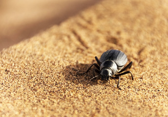 Scarab in Sahara Desert, Africa