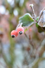 Red berries in the winter