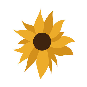 Simple Sunflower on White Background