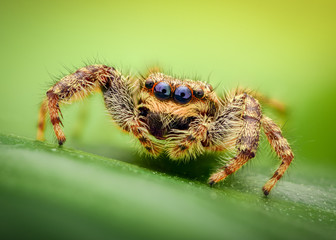 Extreme magnification - Jumping spider on a leaf