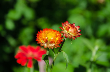 beautiful flower in the garden