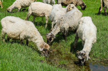 Owce pijące wodę - obrazy, fototapety, plakaty