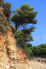 Pine trees on a steep cliff