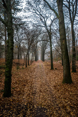 Wanderweg im Herbst im Nationalpark De Hoge Veluwe