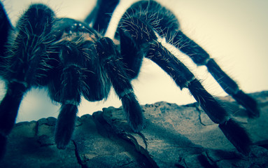 Closeup of mexican spider -tarantula (brachypelma albopilosum)