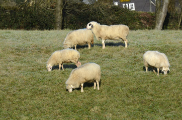 Schafe auf der Wiese im Witer