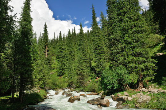 Landscape with mountain stream flowing through the fir forest. The trees are Picea schrenkiana subsp. tianschanica. Terskey-Alatau Range, Tien-Shan mountains, Kyrgyzstan
