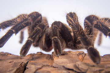Closeup of mexican spider -tarantula (brachypelma albopilosum)