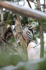 オオアカゲラ,鳥綱キツツキ目キツツキ科アカゲラ属