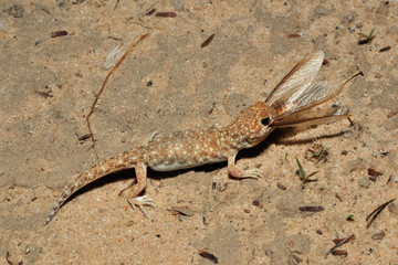 Barking gecko eating termites allates