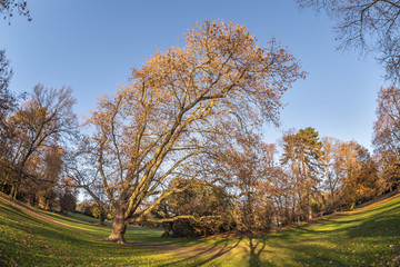 Naklejka premium Parklandschaft im Herbst