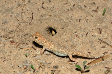 Barking gecko