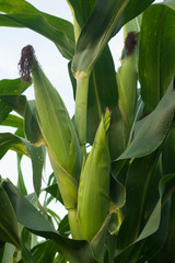 Green corn field in Thailand,Corn agriculture. Green nature. Rur